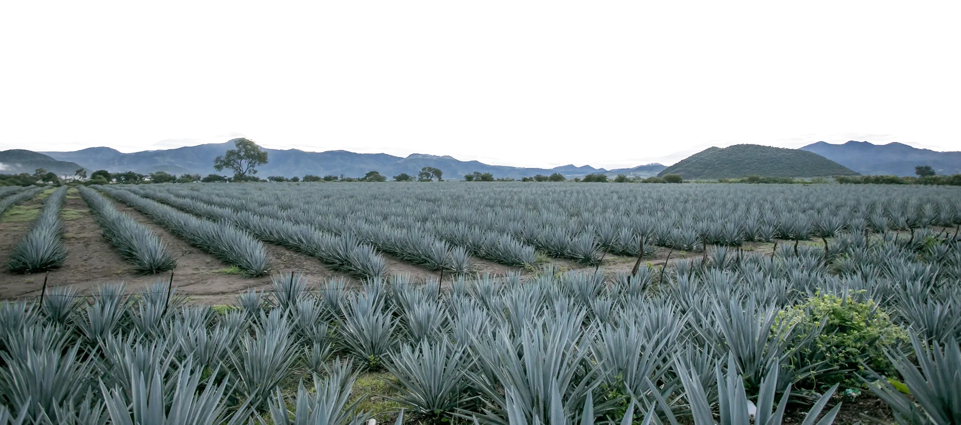 Campo Agave